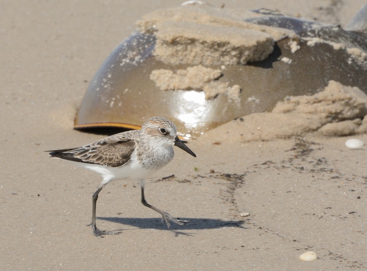 Semipalmated Sandpiper - ML158916131