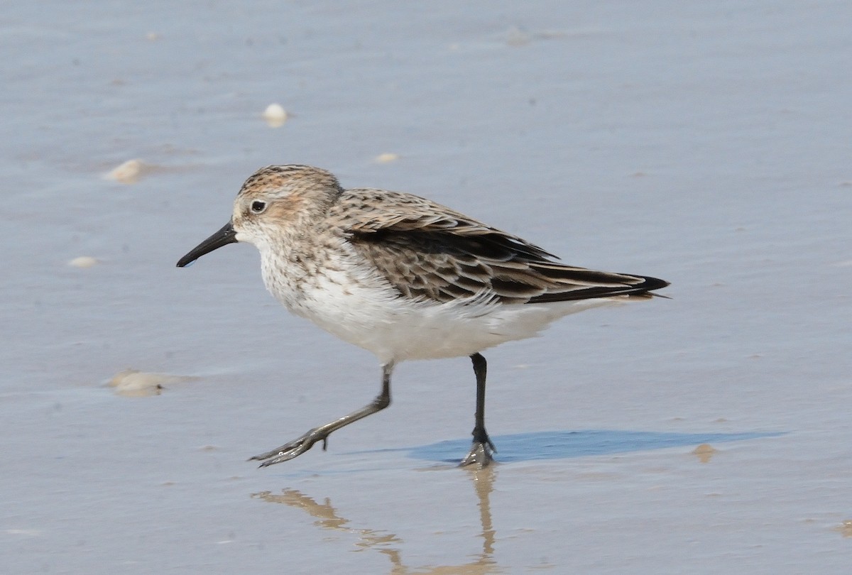 Semipalmated Sandpiper - ML158916191