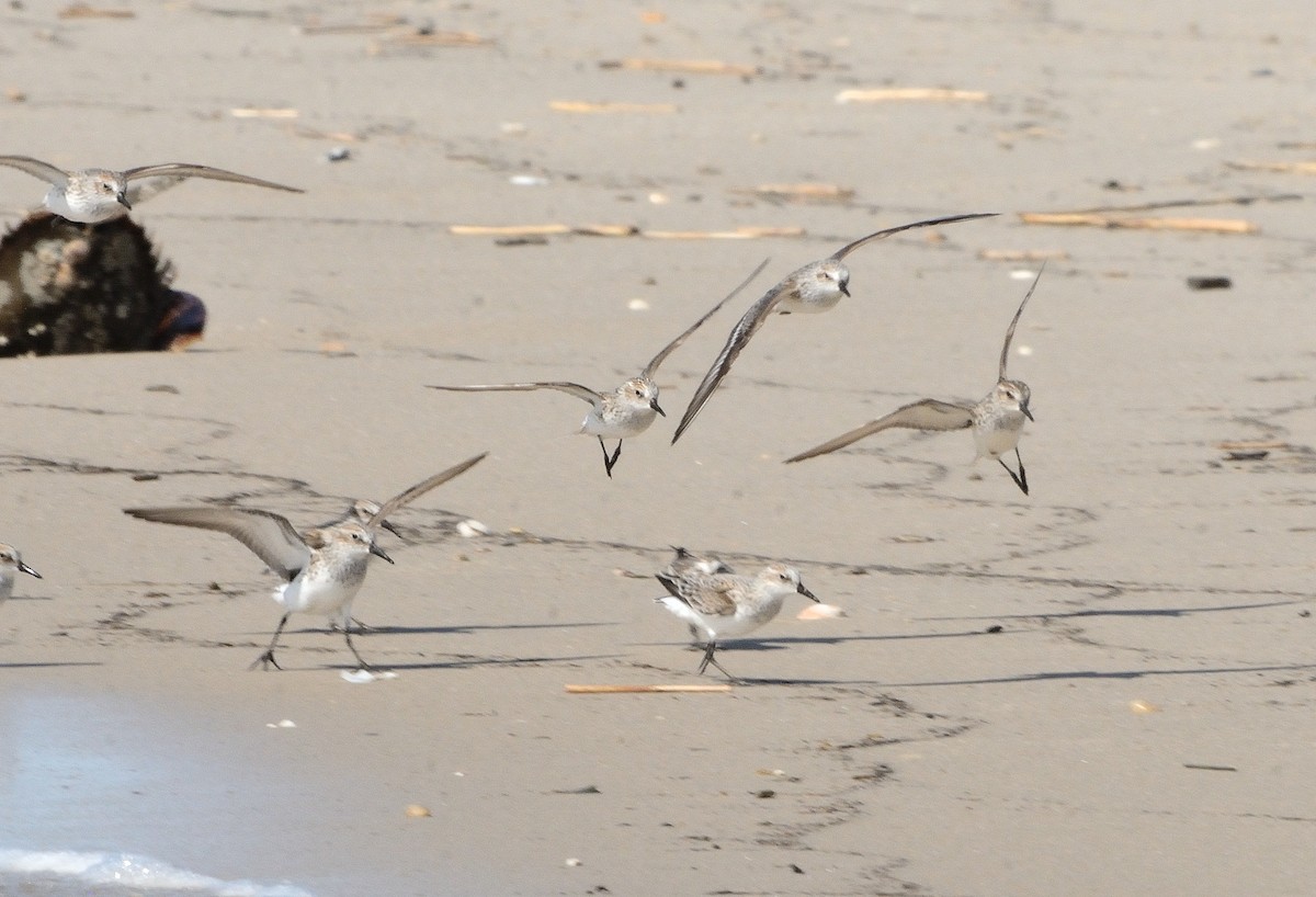 Semipalmated Sandpiper - ML158916231