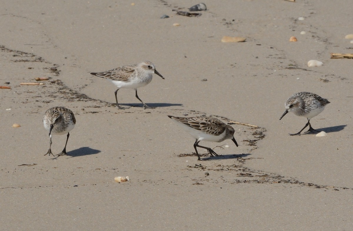 Semipalmated Sandpiper - ML158916241