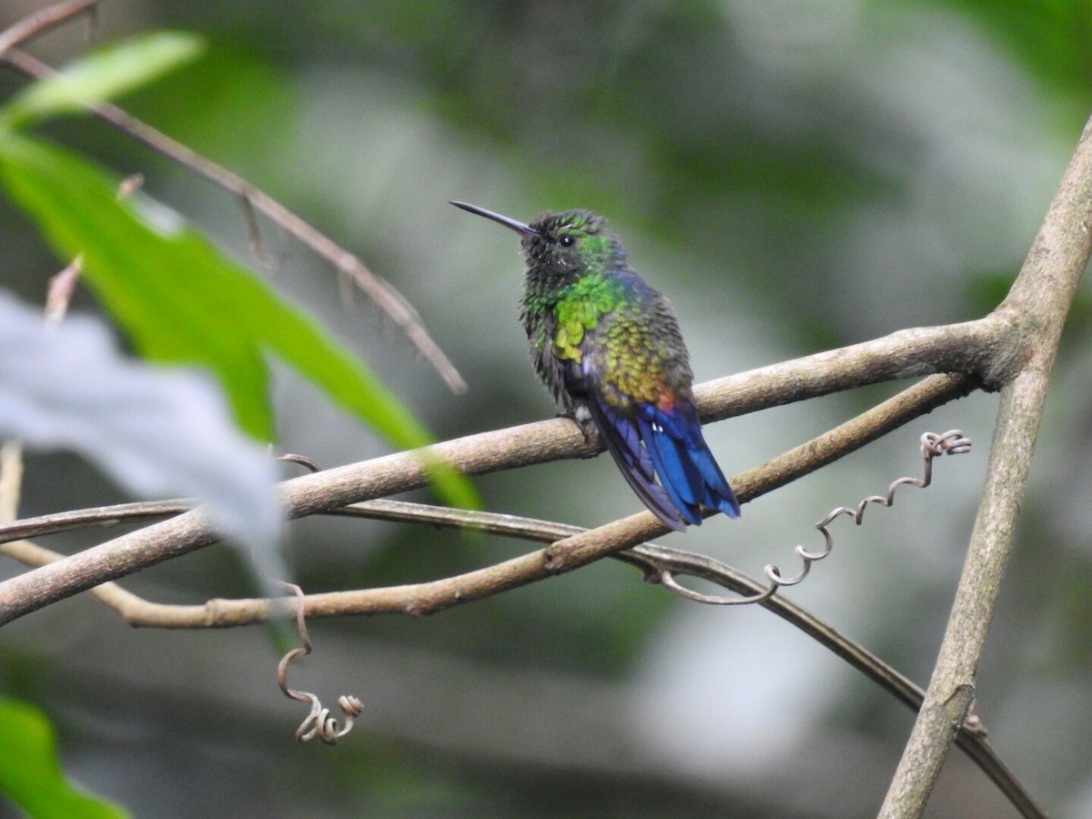 Blue-vented Hummingbird - Daniel Garrigues