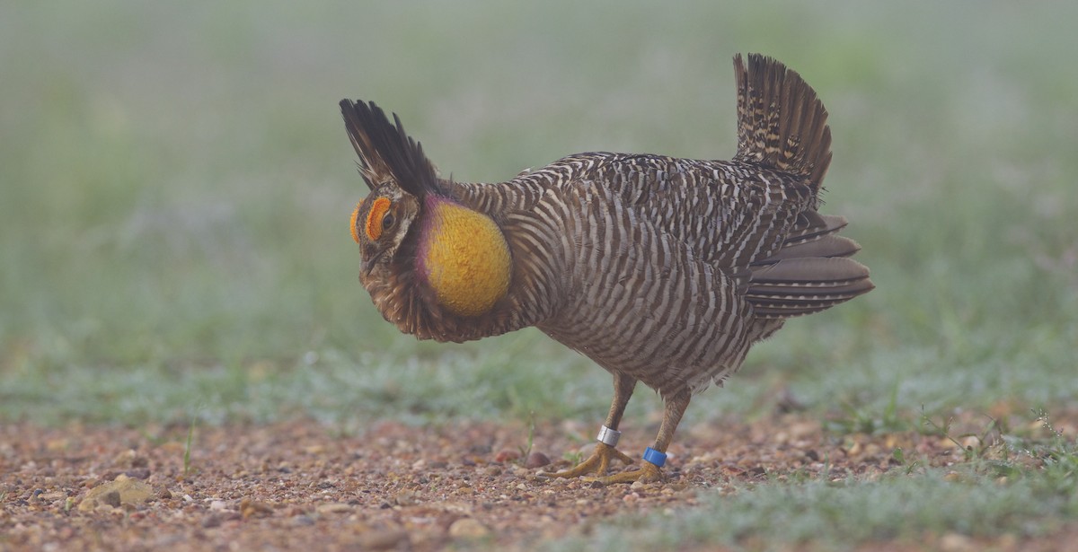 Greater Prairie-Chicken (Attwater's) - ML158918781