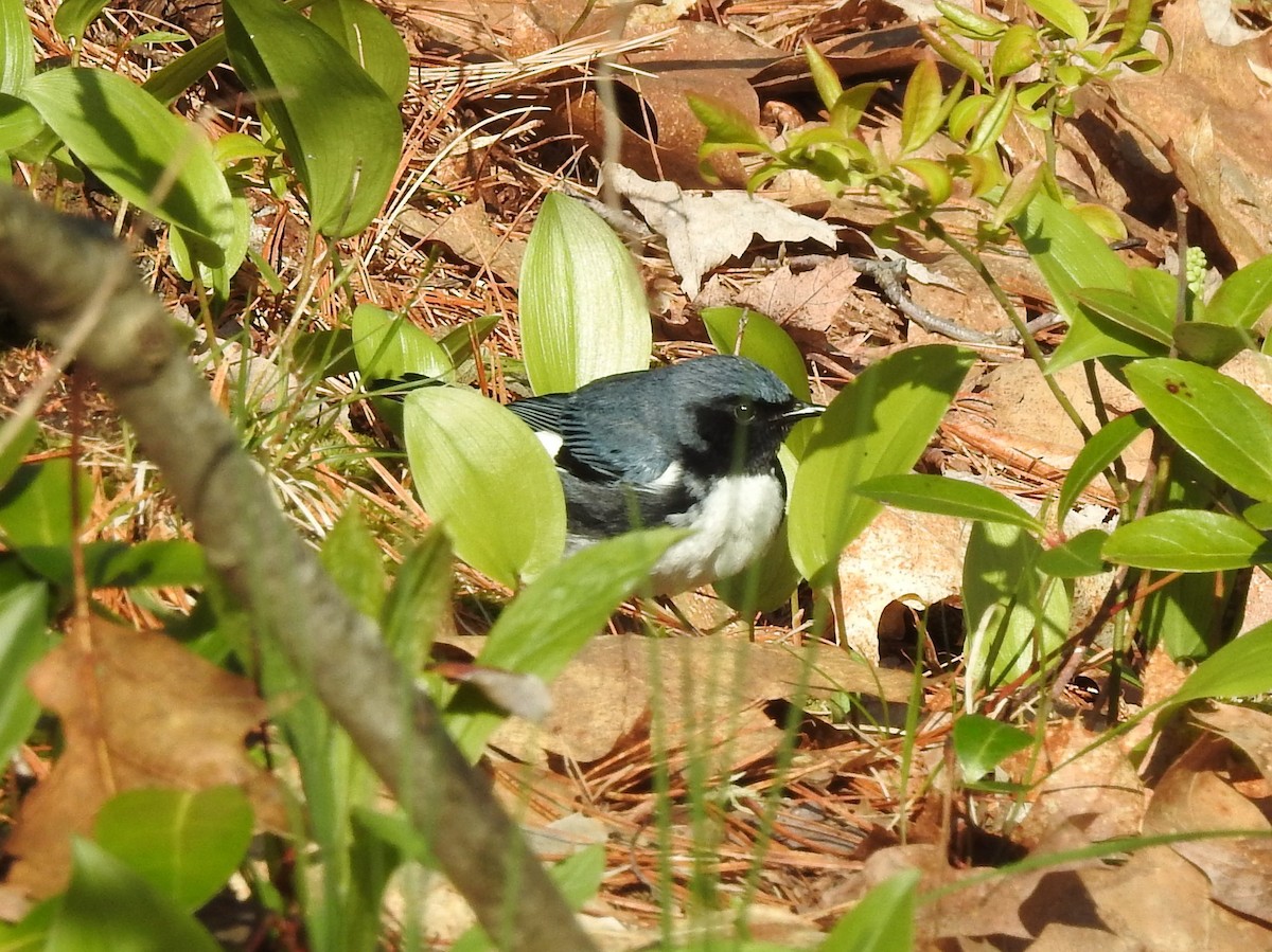 Black-throated Blue Warbler - Brendan Thomas
