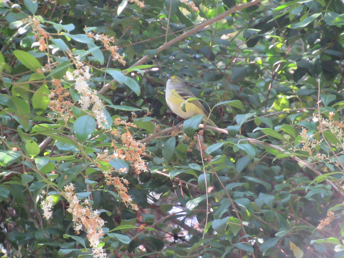 White-eyed Vireo - ML158920921