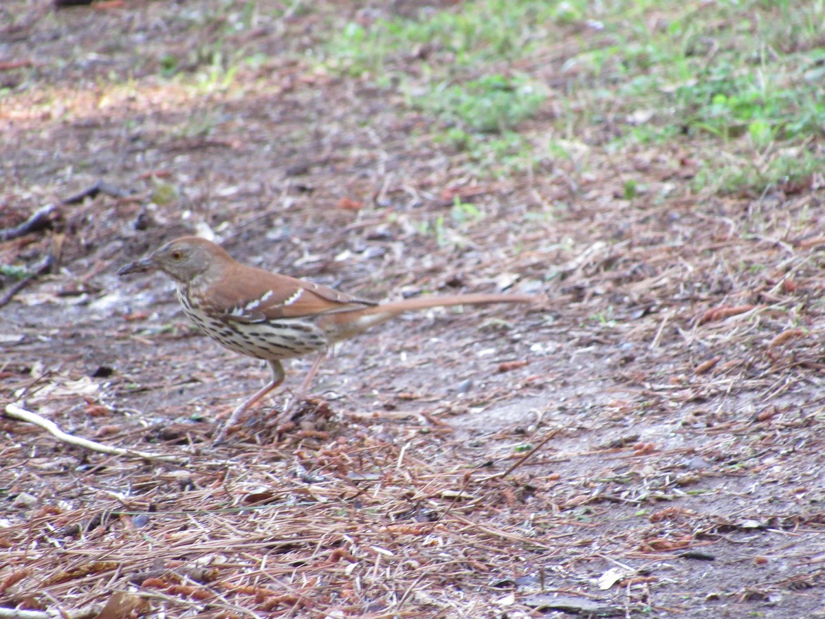 Brown Thrasher - ML158921021