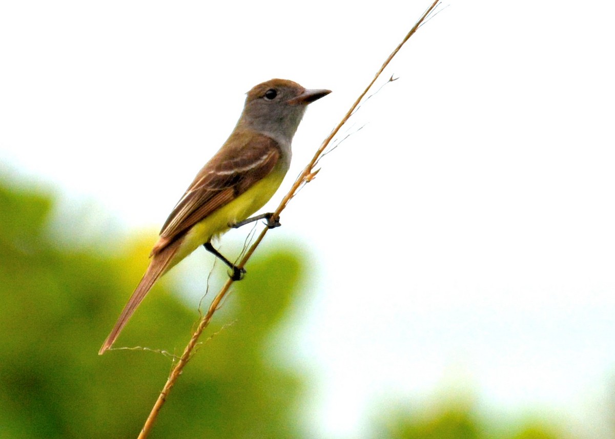 Great Crested Flycatcher - ML158921601