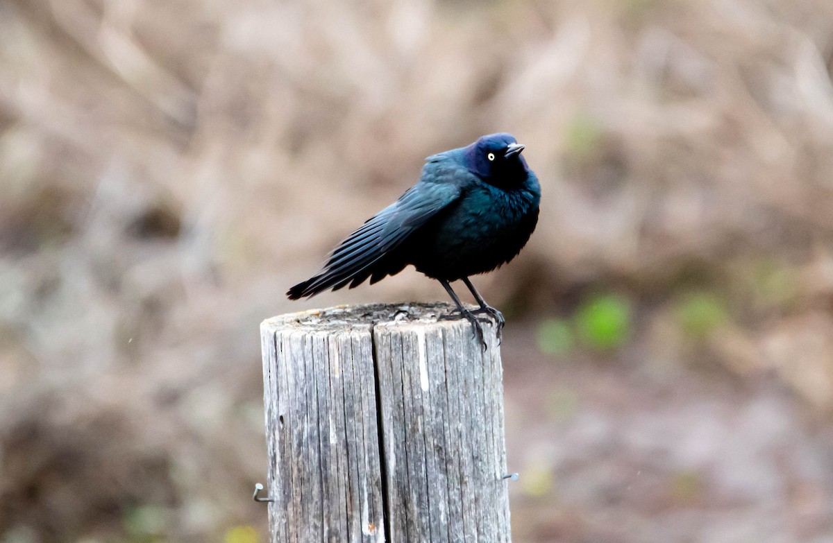 Brewer's Blackbird - ML158924311