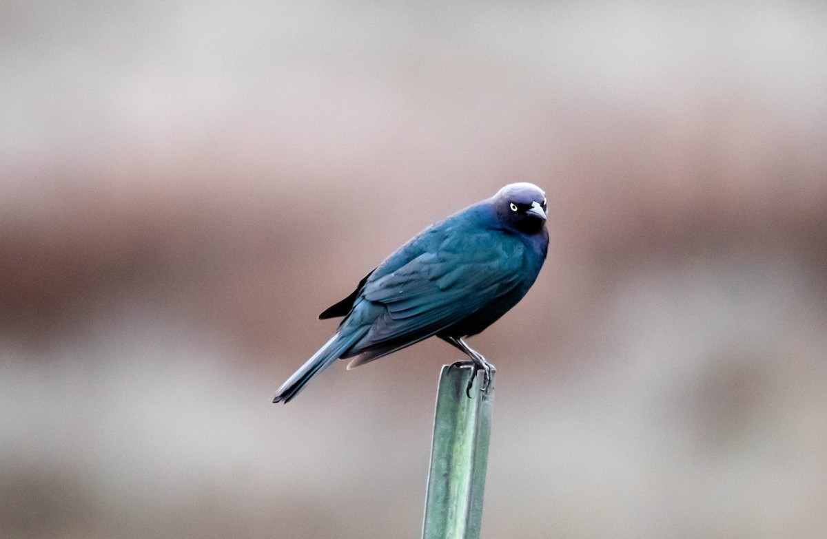 Brewer's Blackbird - ML158924331