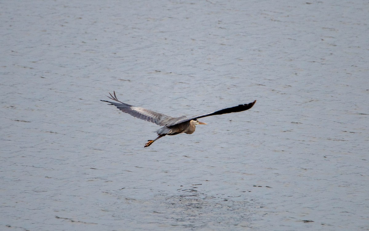 volavka velká - ML158924591