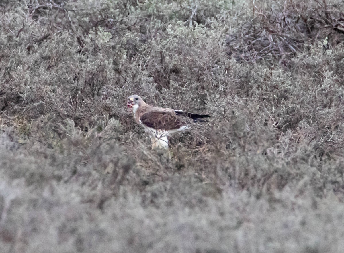 káně bělohrdlá - ML158924601