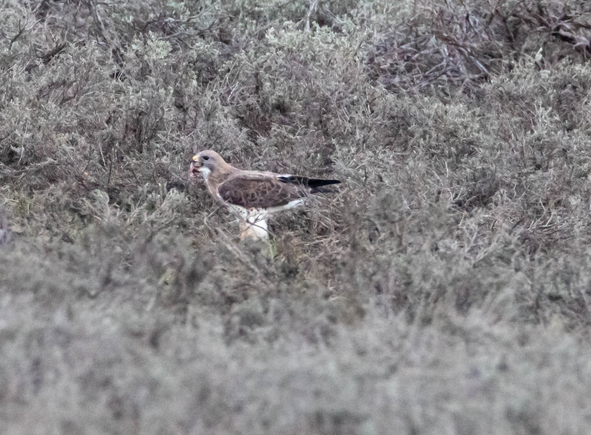 káně bělohrdlá - ML158924621