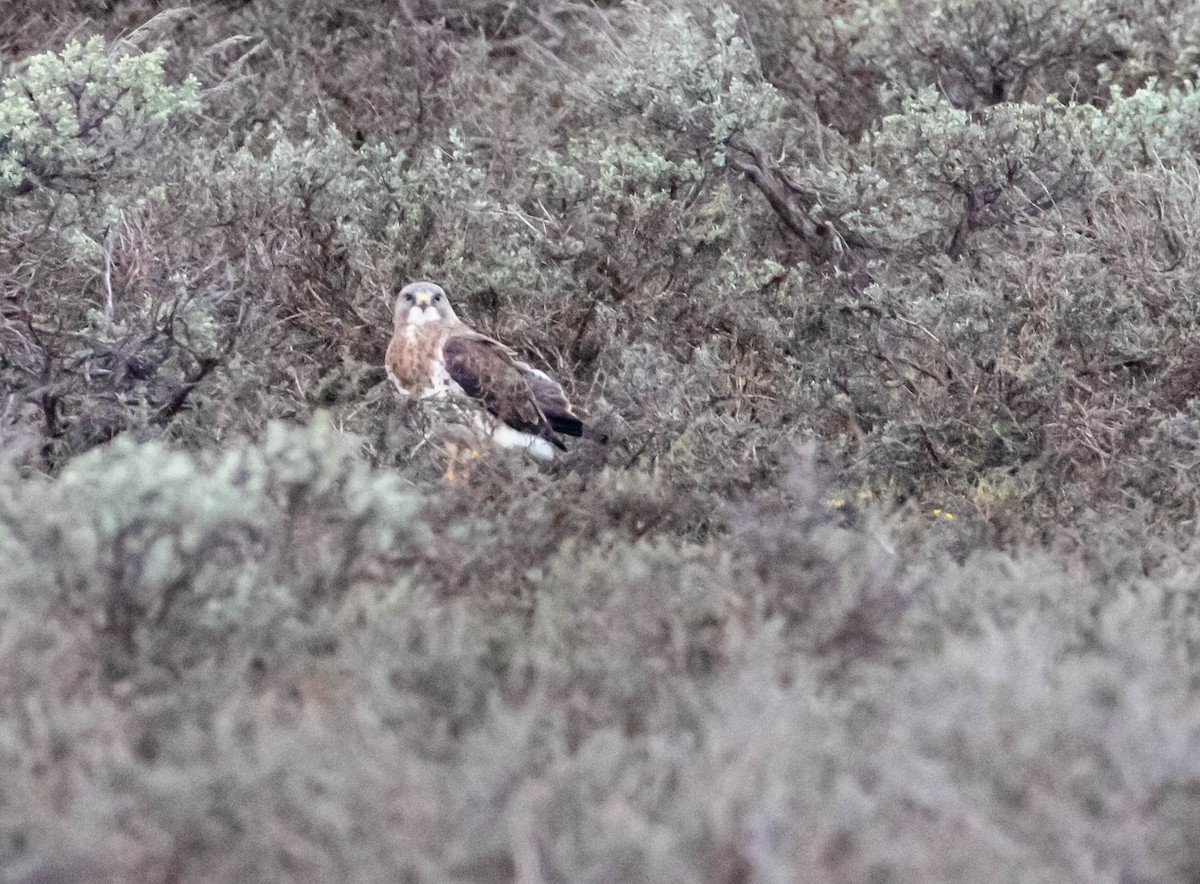 káně bělohrdlá - ML158924631