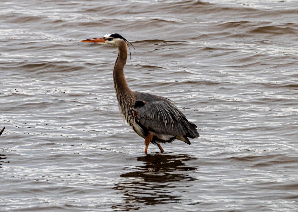 volavka velká - ML158924651