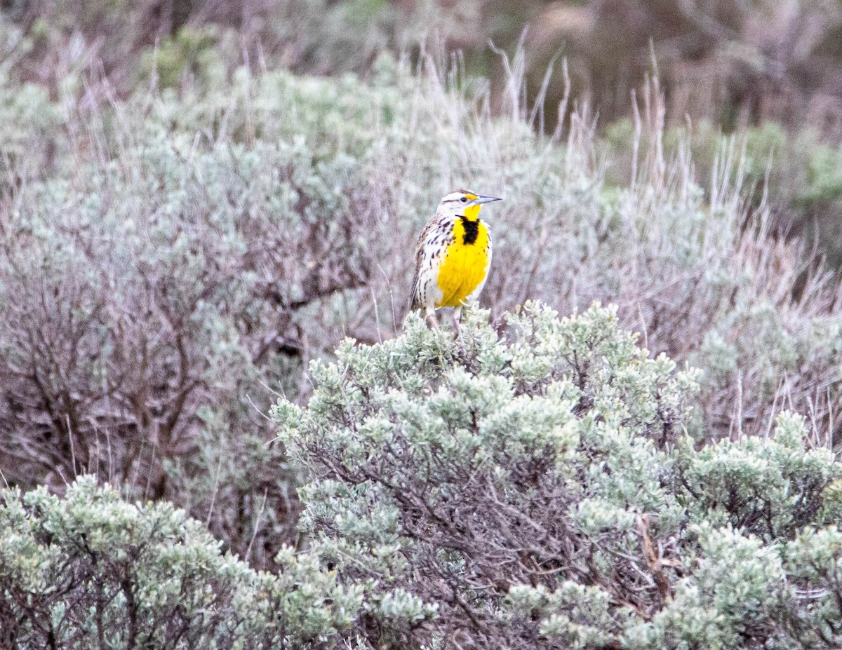 Western Meadowlark - ML158924951