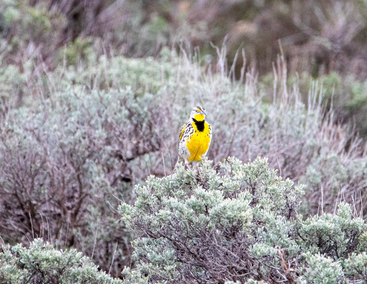 Western Meadowlark - ML158924961