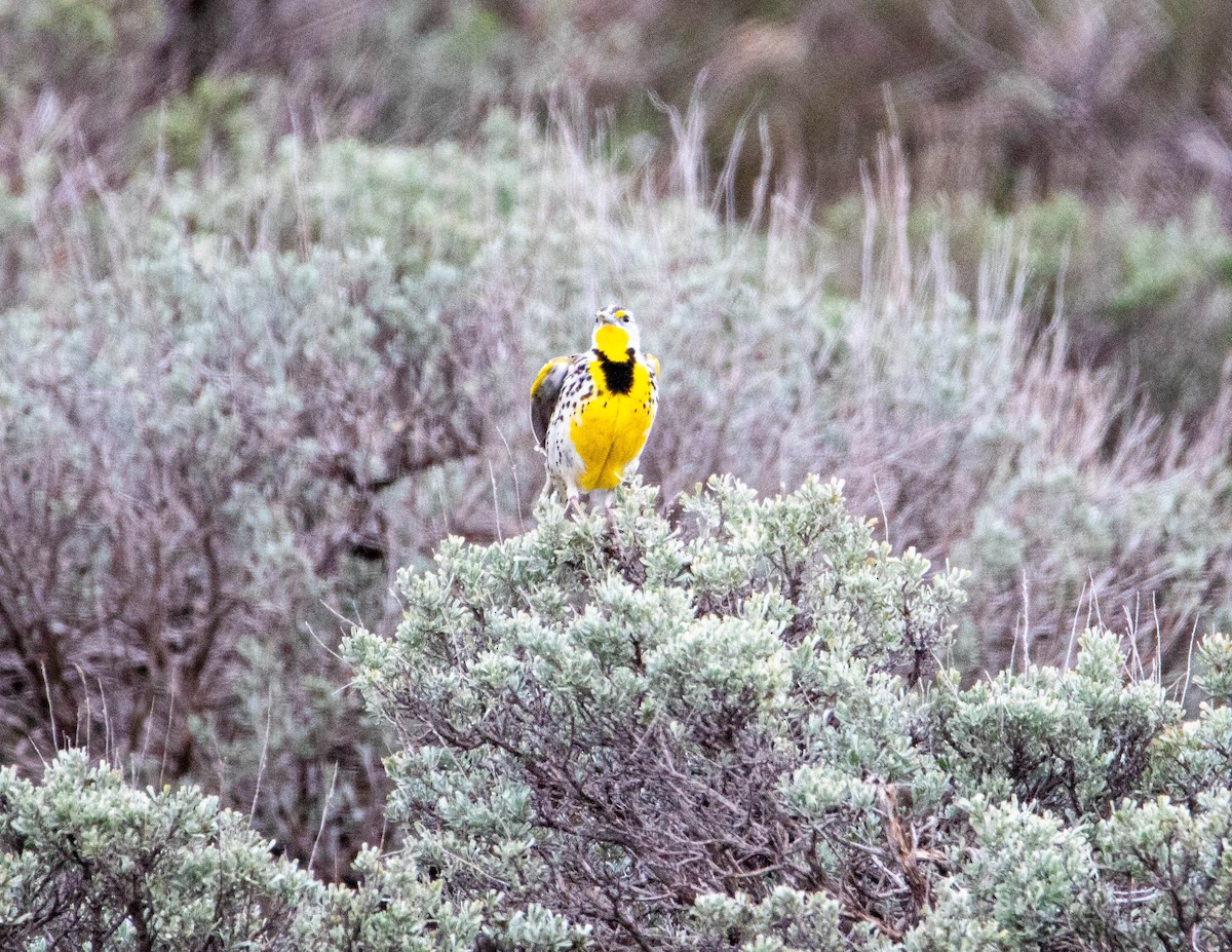 Western Meadowlark - ML158924971