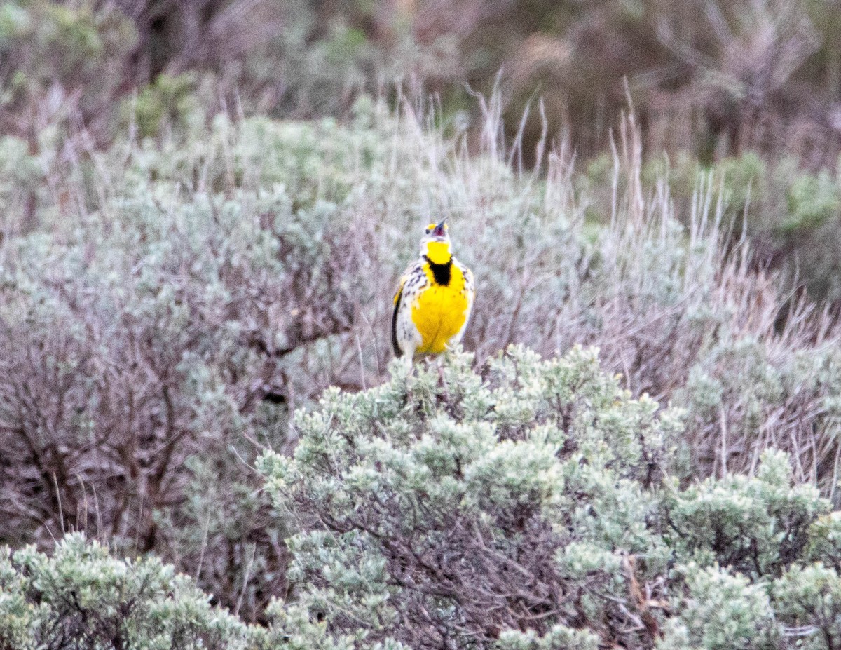 Western Meadowlark - ML158924991