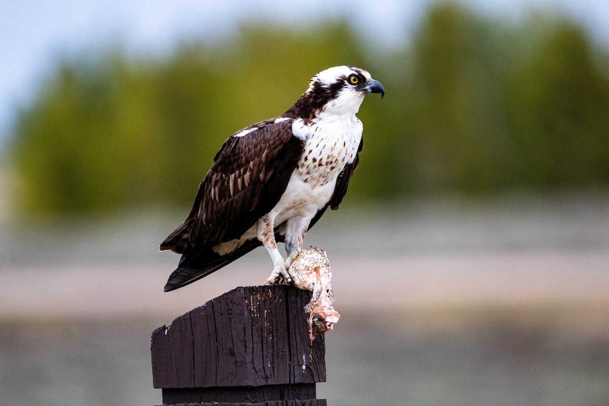 orlovec říční - ML158925111