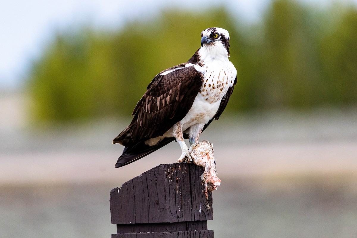 orlovec říční - ML158925121