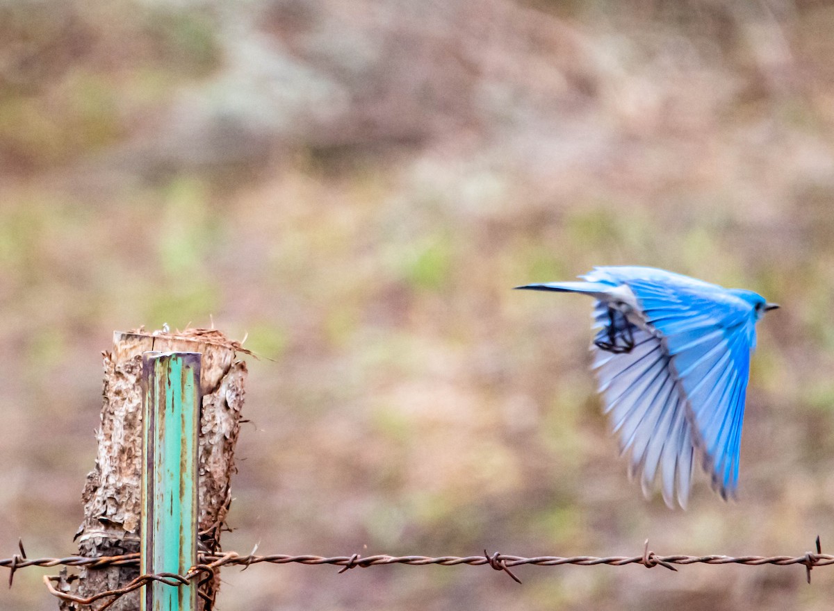 salašník horský - ML158925231