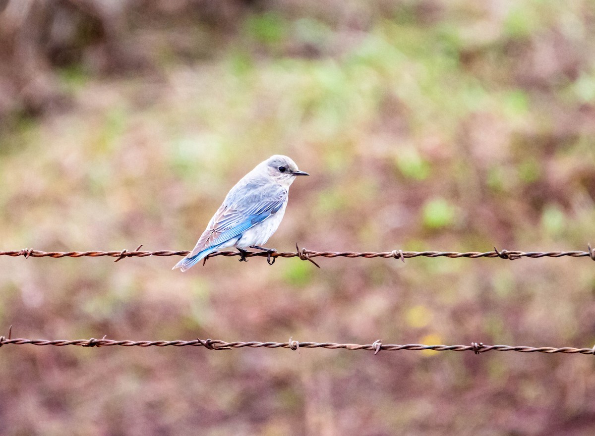 salašník horský - ML158925261