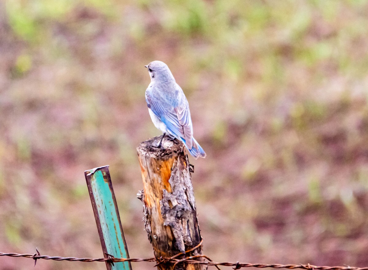 salašník horský - ML158925271