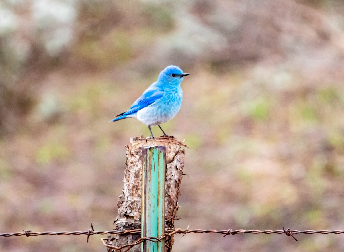 salašník horský - ML158925281