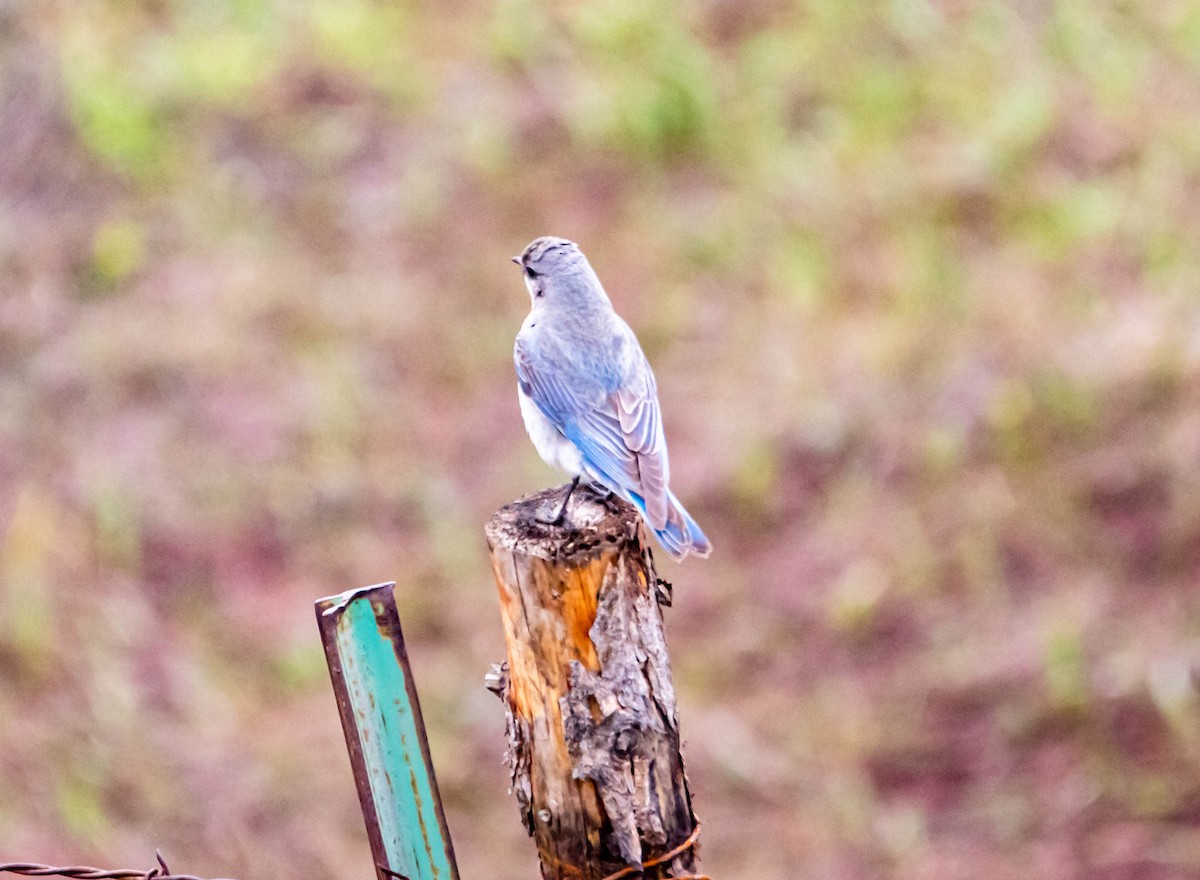 salašník horský - ML158925301