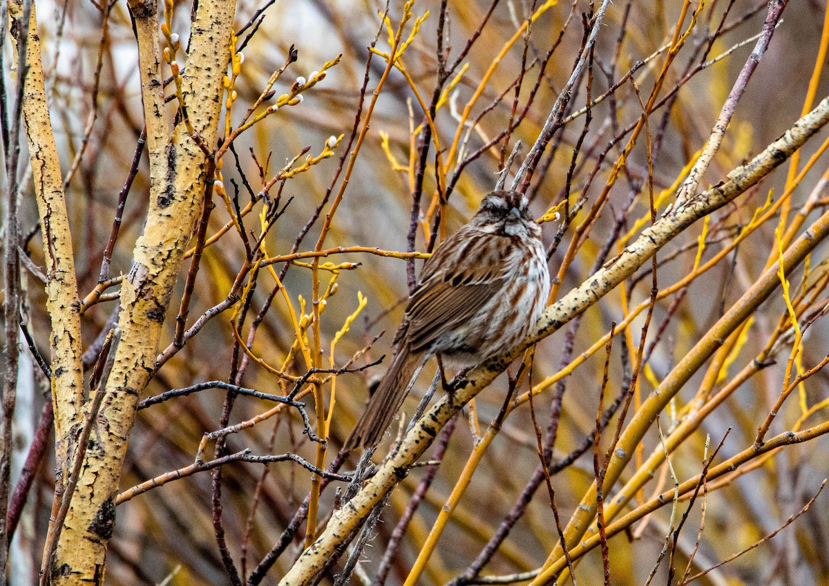 strnadec zpěvný - ML158925441