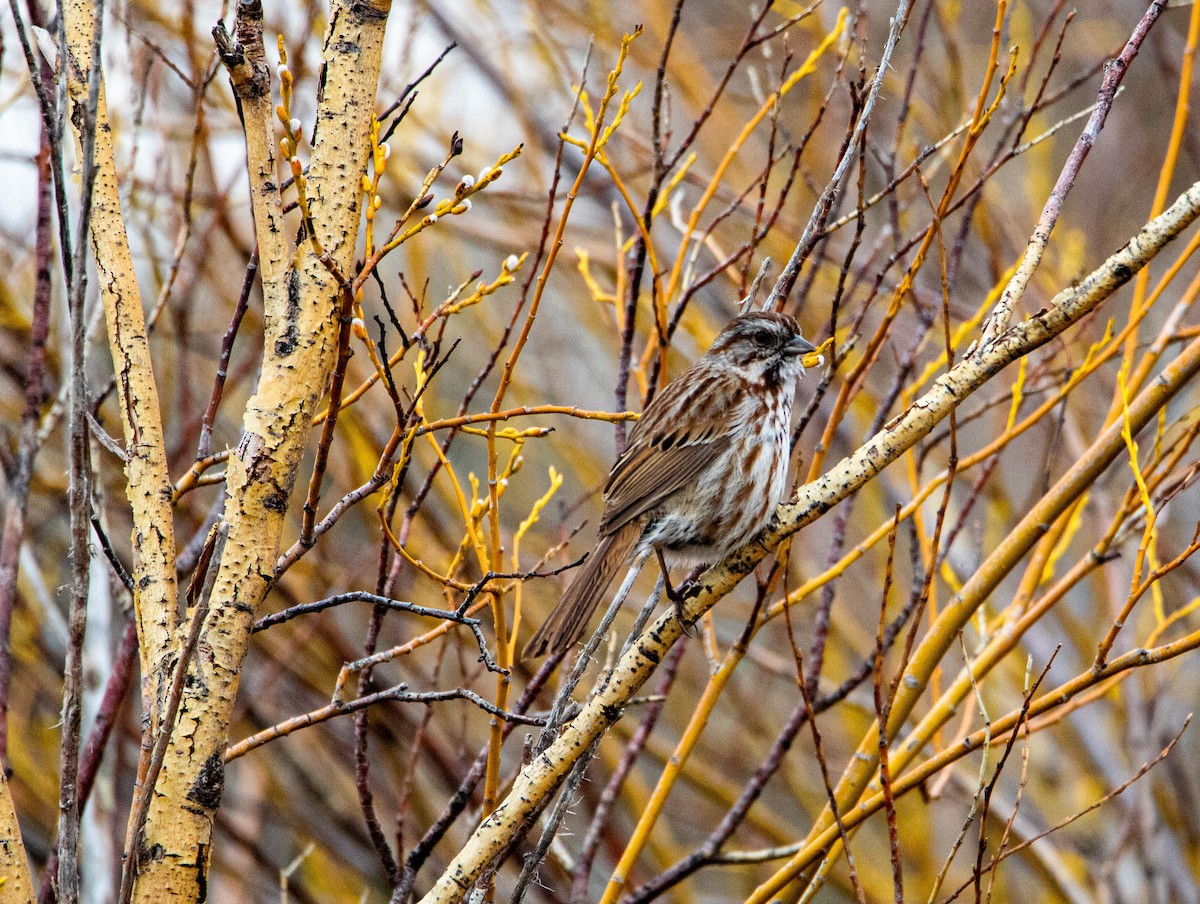 strnadec zpěvný - ML158925451