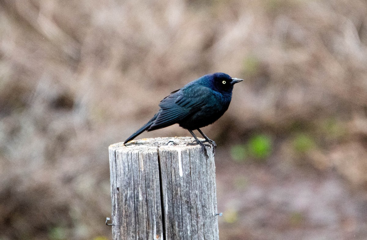 Brewer's Blackbird - ML158925521