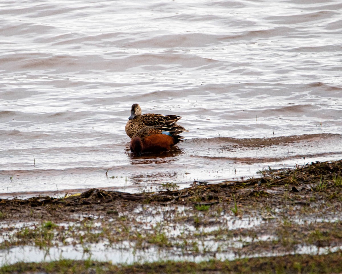 čírka skořicová - ML158926511