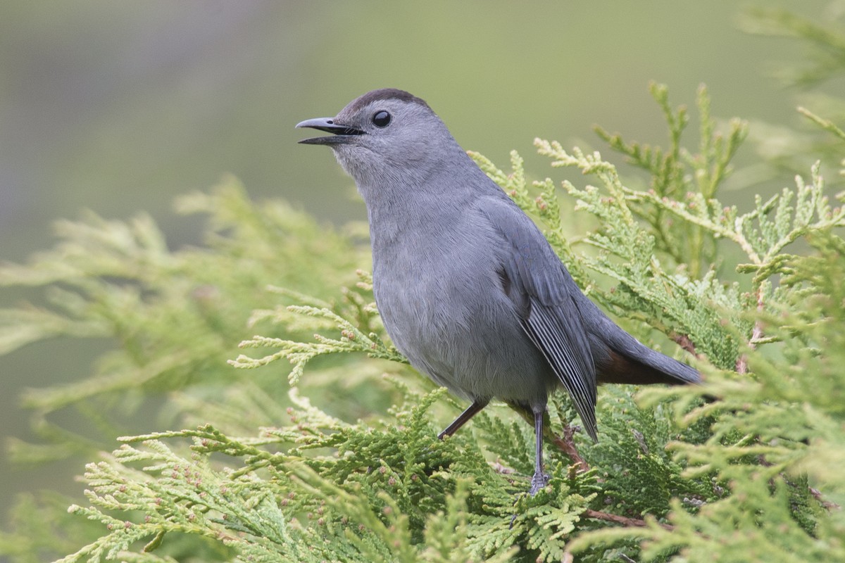 Gray Catbird - Jean-Sébastien Mayer