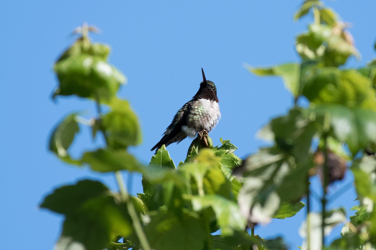 kalypta rubínohrdlá - ML158927711