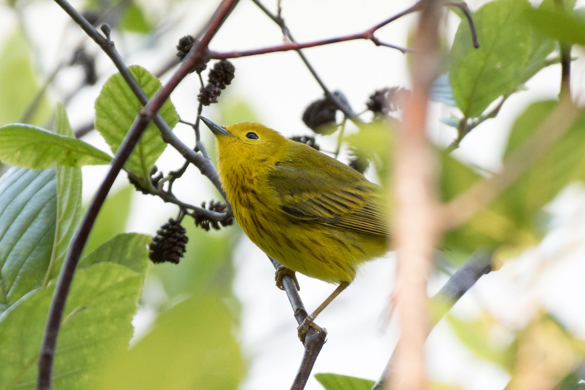 Yellow Warbler (Northern) - ML158927791