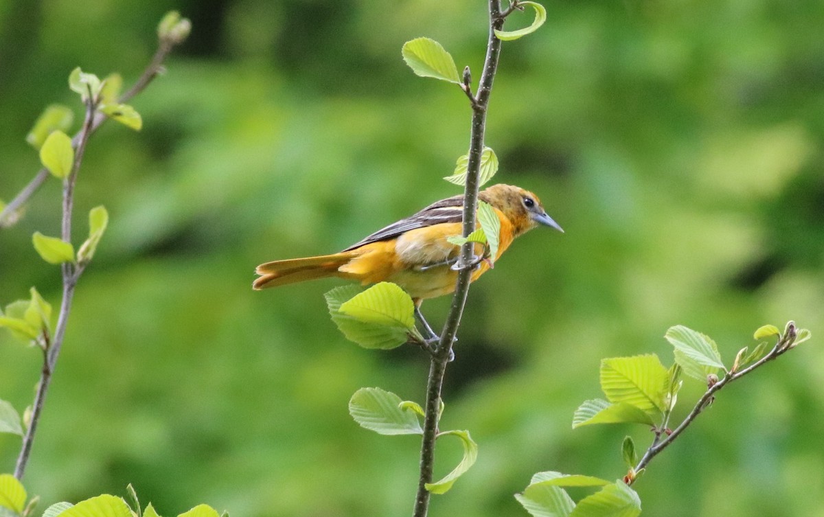 Baltimore Oriole - ML158930101