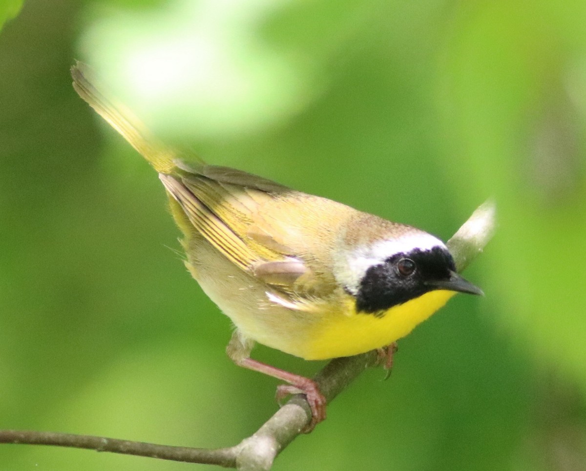 Common Yellowthroat - ML158930191