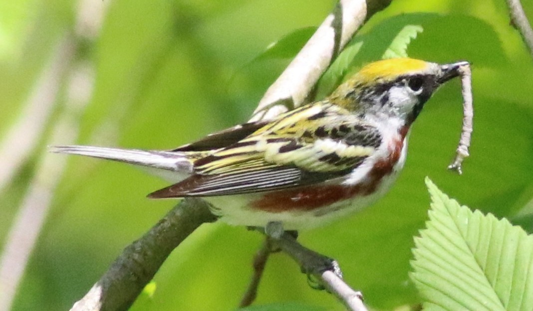 Chestnut-sided Warbler - ML158930291