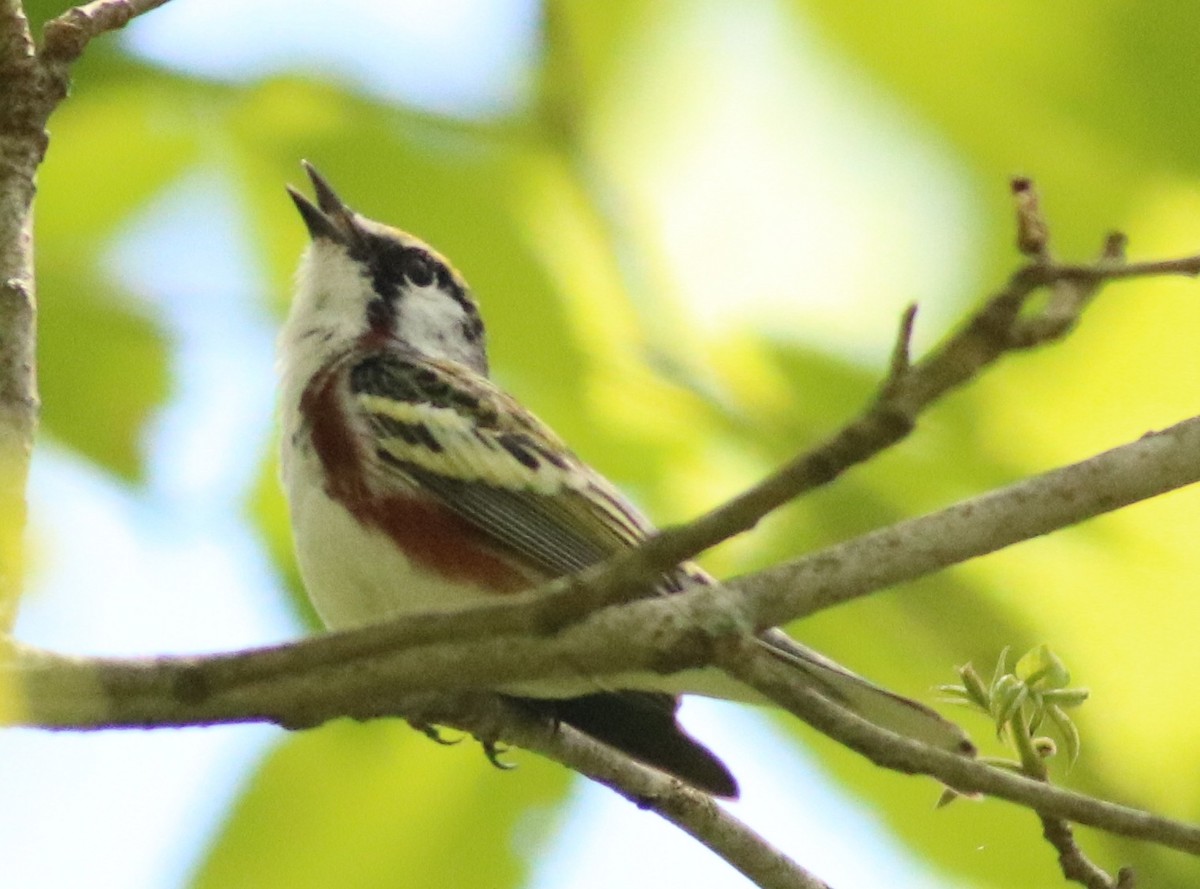 Chestnut-sided Warbler - ML158930311
