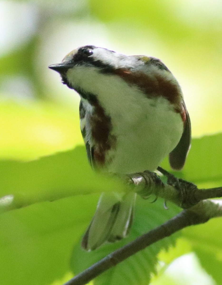 Chestnut-sided Warbler - ML158930341