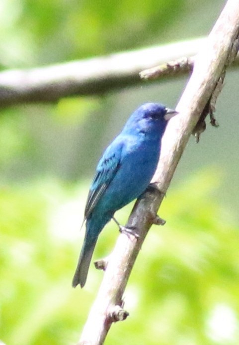 Indigo Bunting - ML158930361
