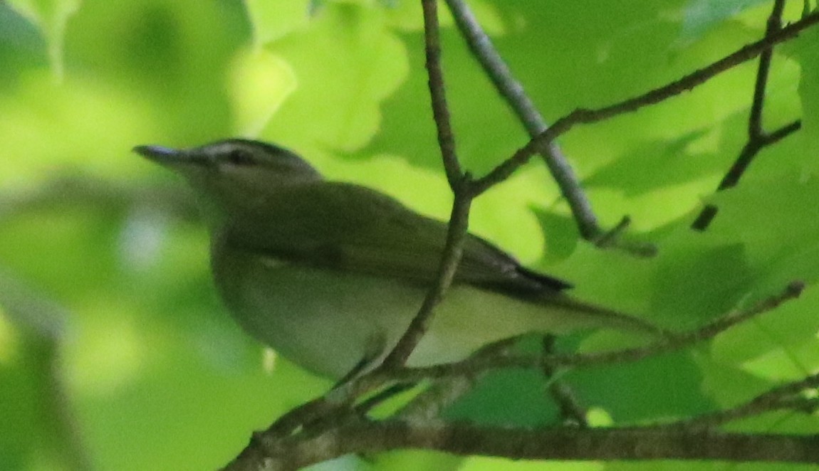 Red-eyed Vireo - ML158930421