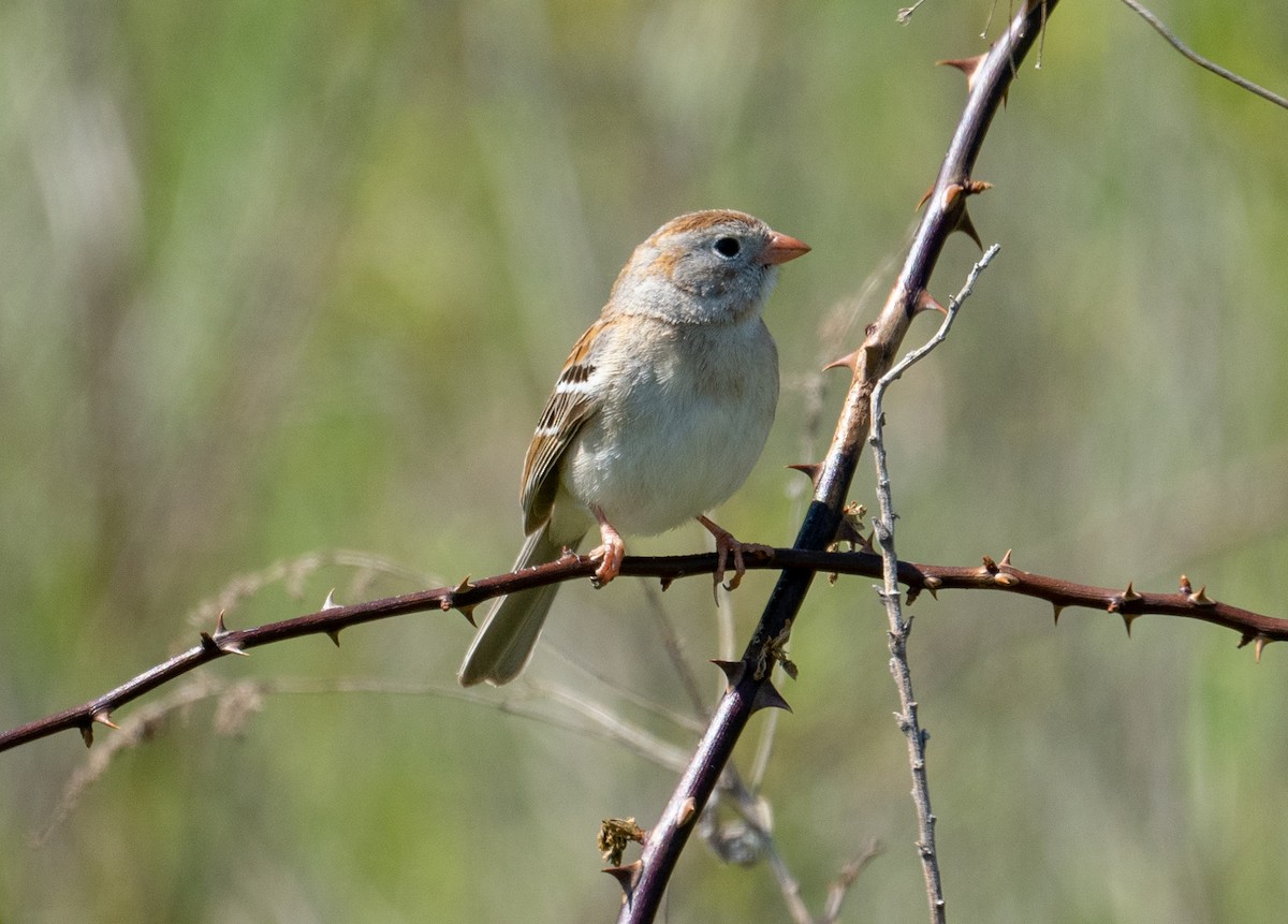 Field Sparrow - ML158932281