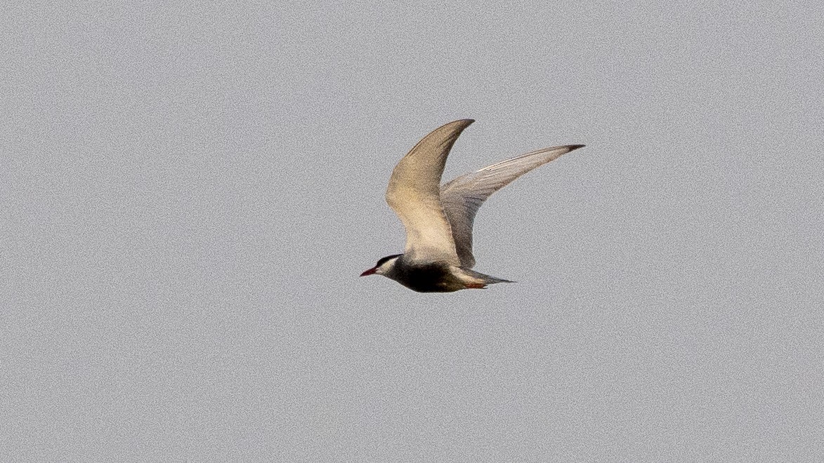 Whiskered Tern - ML158935741