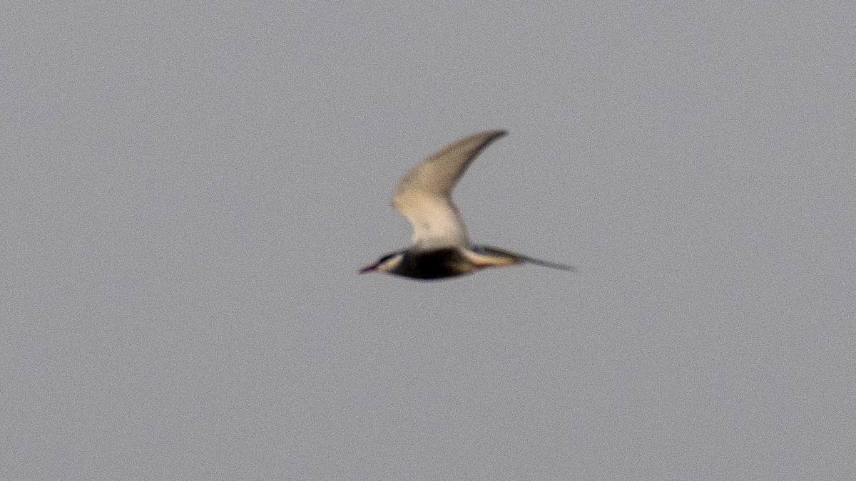 Whiskered Tern - ML158935751