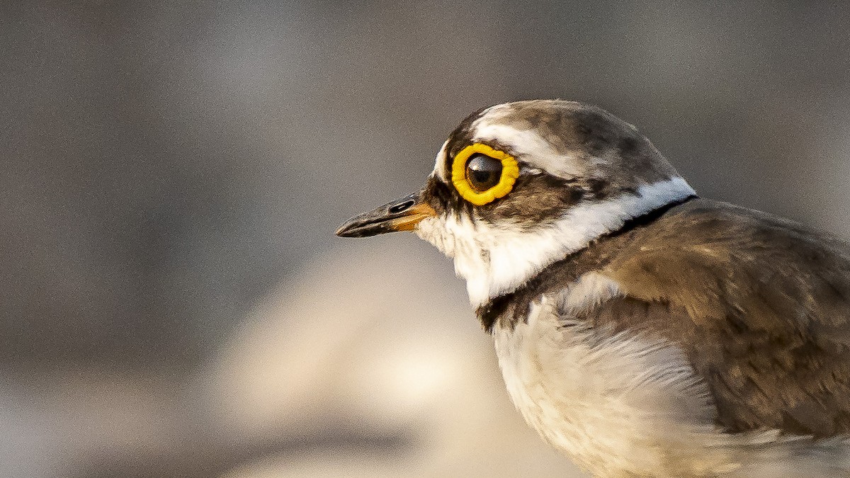 Little Ringed Plover - ML158935901