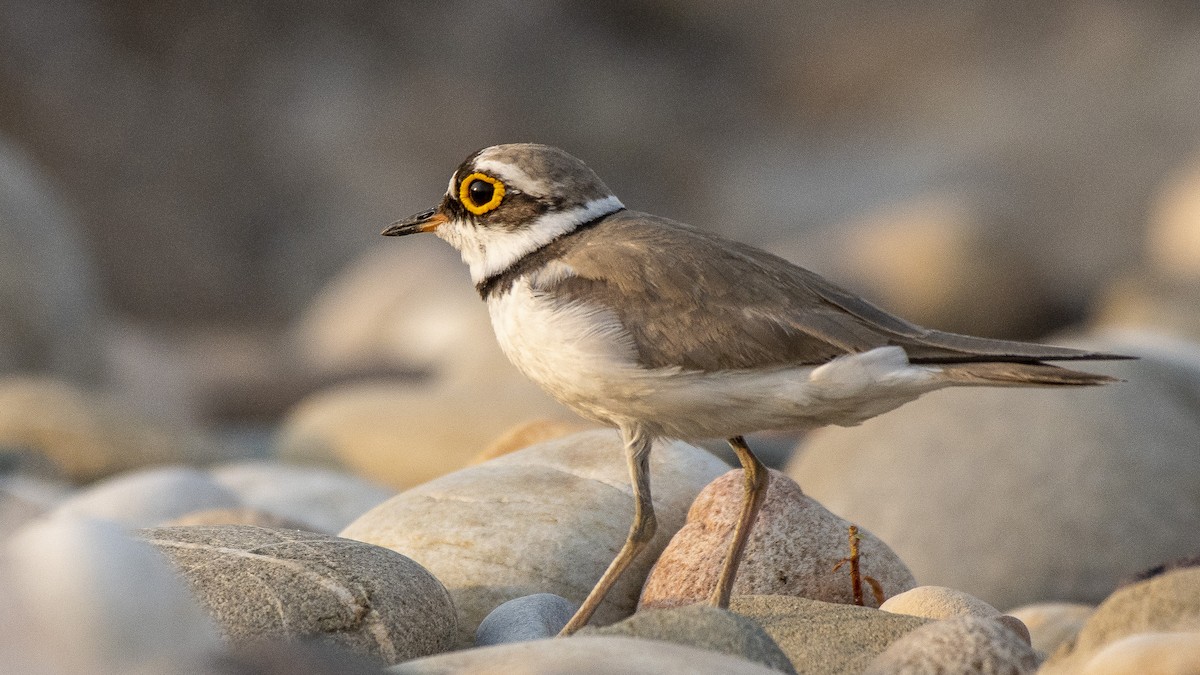 Little Ringed Plover - ML158936021