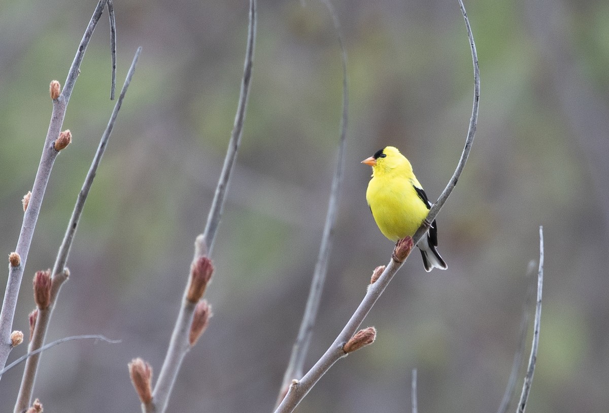 American Goldfinch - ML158936051