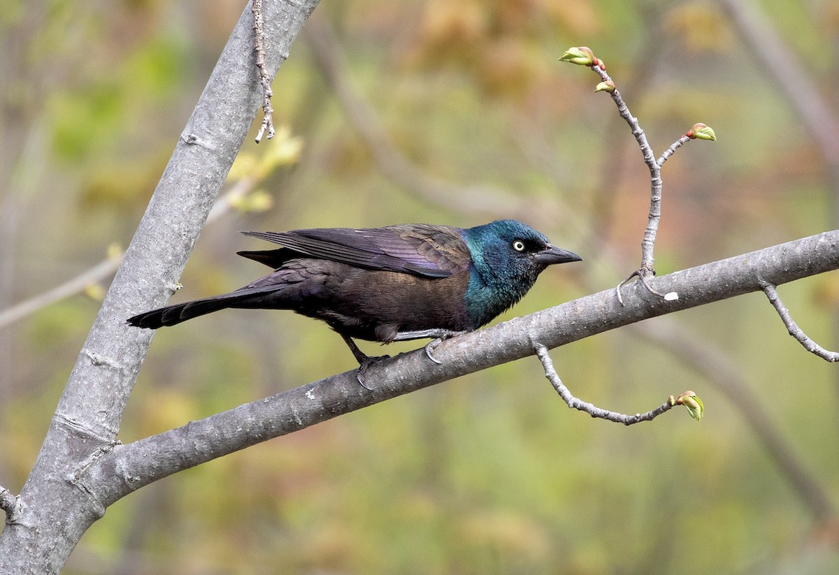 Common Grackle - ML158936151