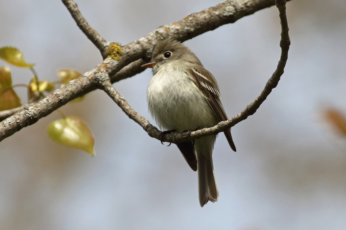 Least Flycatcher - ML158937101